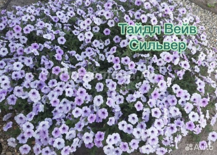 Черенки петунии