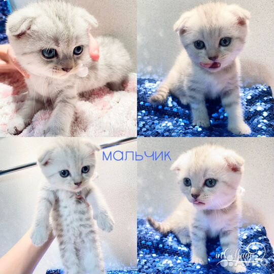 Шотландские котята