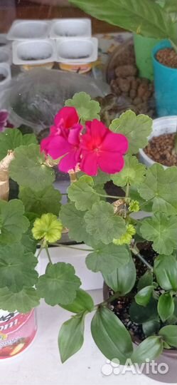 Пеларгония герань