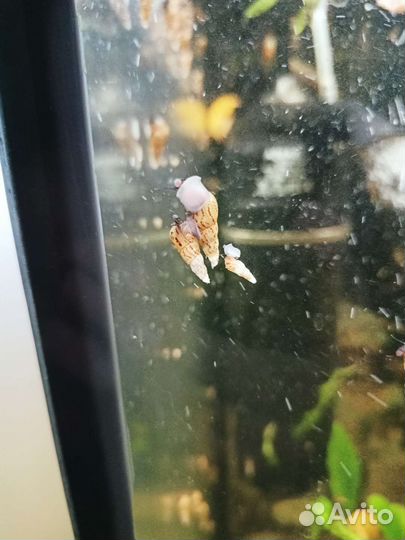 Улитки мелании