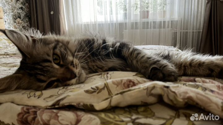 Мейн-кун