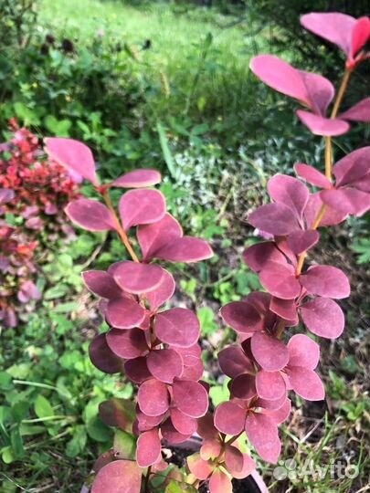 Барбарис Тунберга, декоративный, айва саженцы