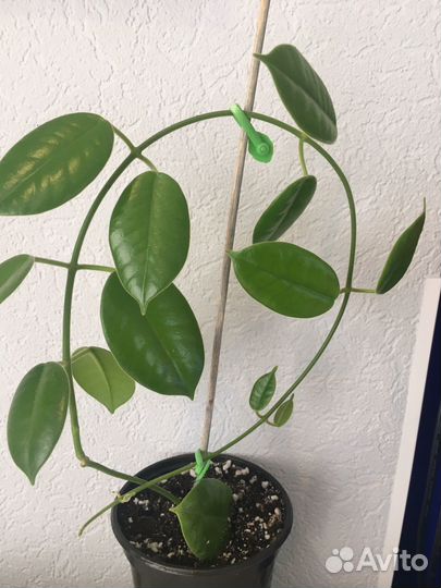 Хойя Лаутербаха