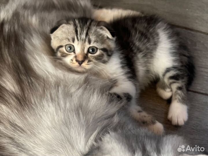 Шотландская вислоухая кошка бесплатно