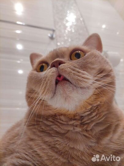 Передержка котиков