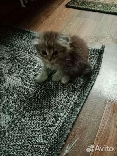 Вислоухие котята