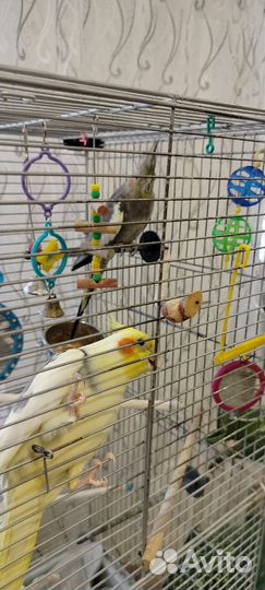 Попугай корелла говорящий