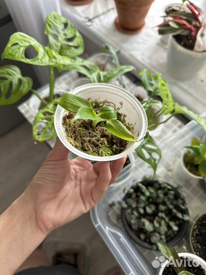 Банан комнатный