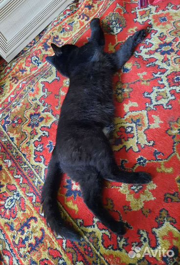 Передержка собак и кошек, грызунов, зооняня