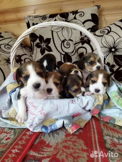 Щенки бигль