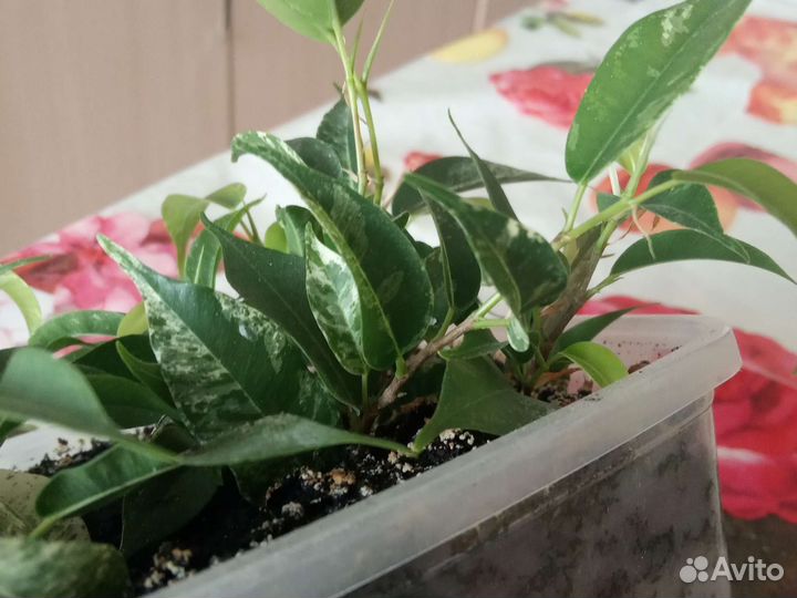 Фикус бенджамина наташа
