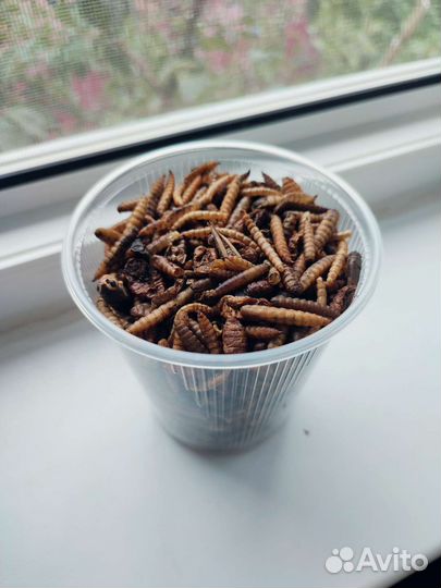 Микс сушёных насекомых