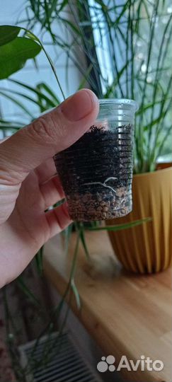 Фикус бенджамина