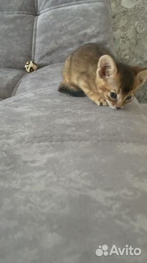 Абиссинские котята