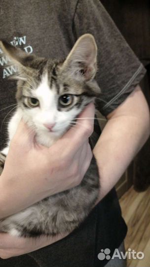 Котенок сибирской кошки