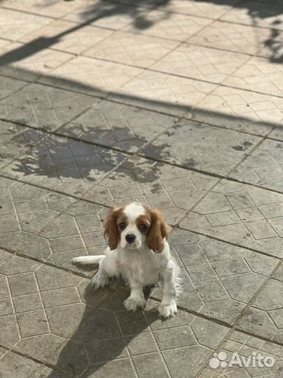 Спаниель кавалер кинг чарльз девочки