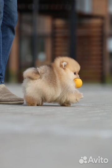 Крутой пупс с видео