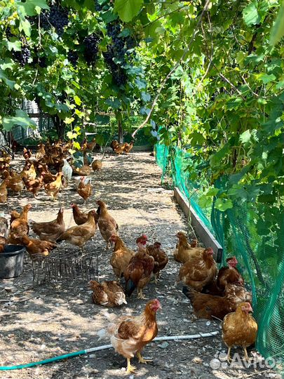 Цветной бройлер