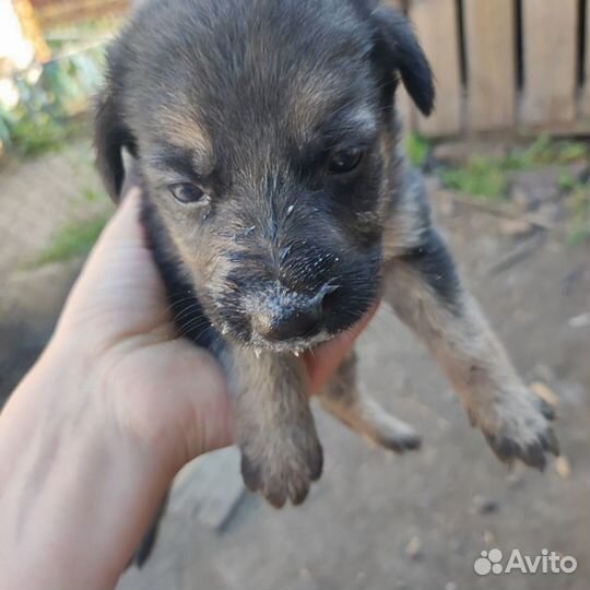 Щенки немецкой овчарки в добрые руки