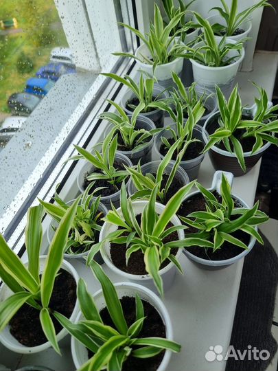 Хлорофитум