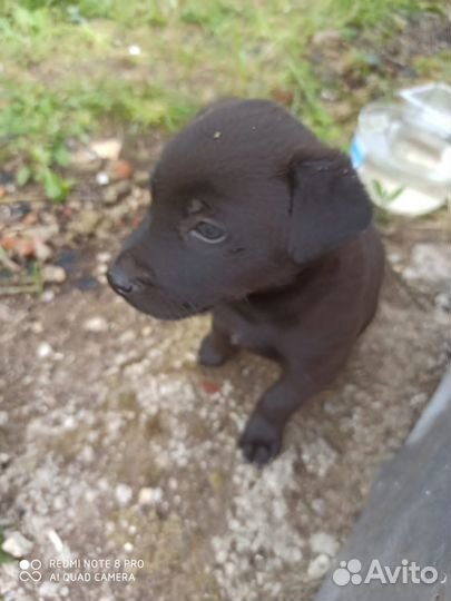 Щенок в добрые руки