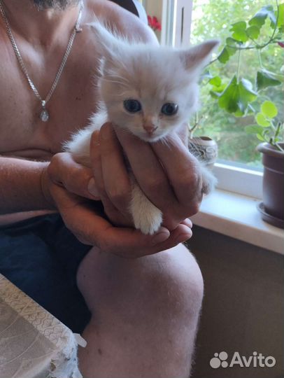 Котенок - найденыш