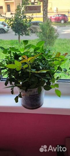 Роза Кардана 5 кустов оптом, цена за один горшок