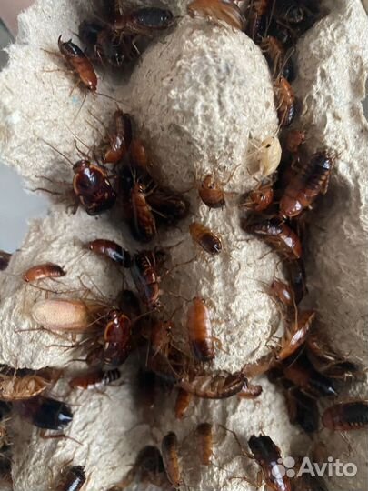 Продаются живые туркменские тараканы