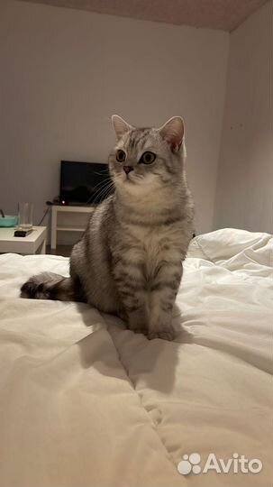 Шотландский кот