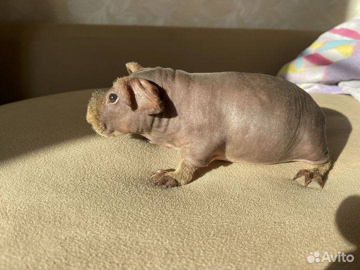 Морская свинка скинни мальчик ручной