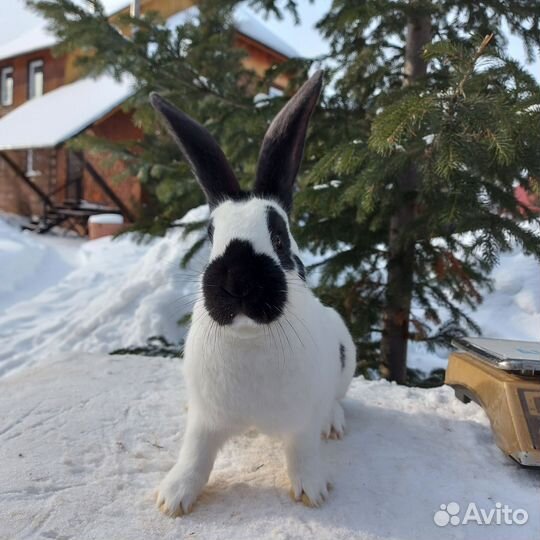 Новозеландский красный кролик