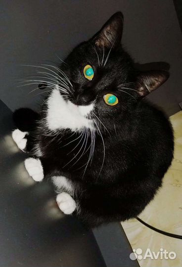 Передержка кошек, няня для котов кошек