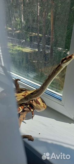 Императорский удав