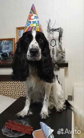 Русский охотничий спаниель вязка