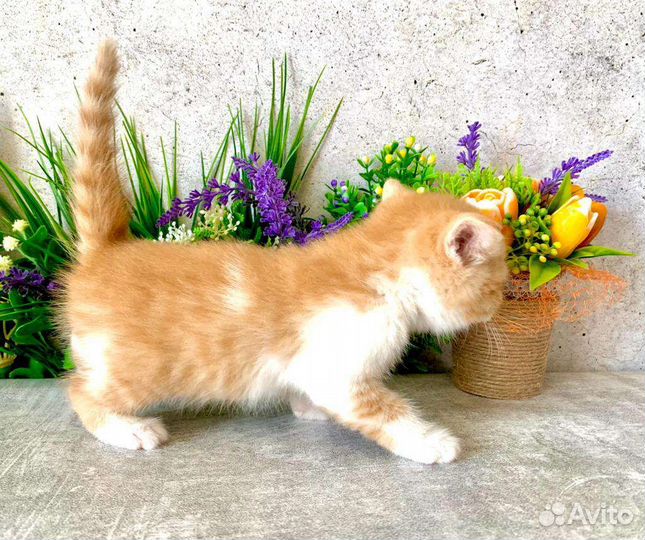 Британский кот