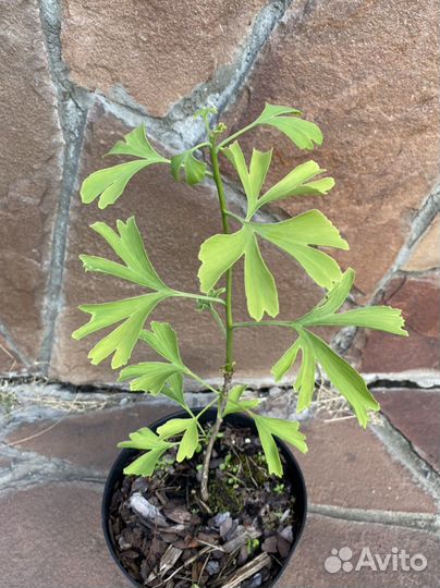 Гинкго билоба саженцы