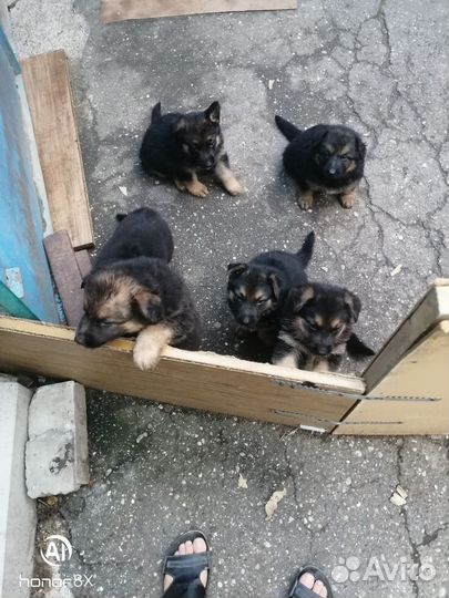 Немецкая овчарка