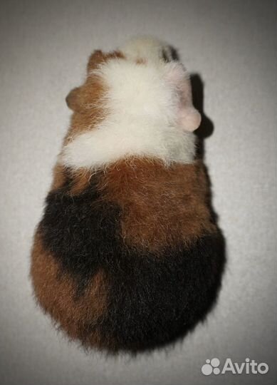 Морская свинка ам.тедди