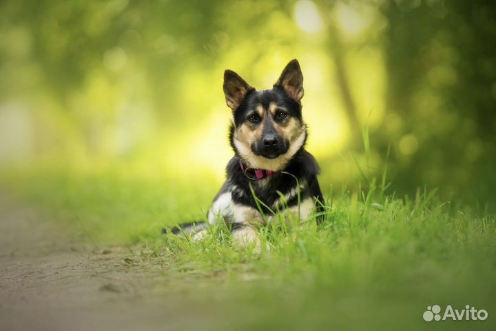 Фанта ищет дом