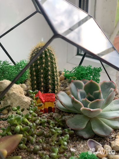 Флорариум с суккулентами