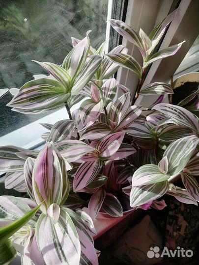 Традесканция розовая