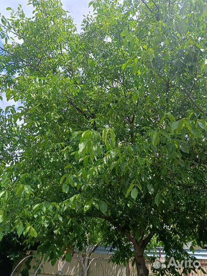 Грецкий орех саженцы