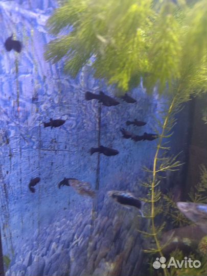 Продам мальков молинезии.Возраст 2 месяца