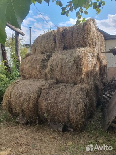 Продам сено в рулонах