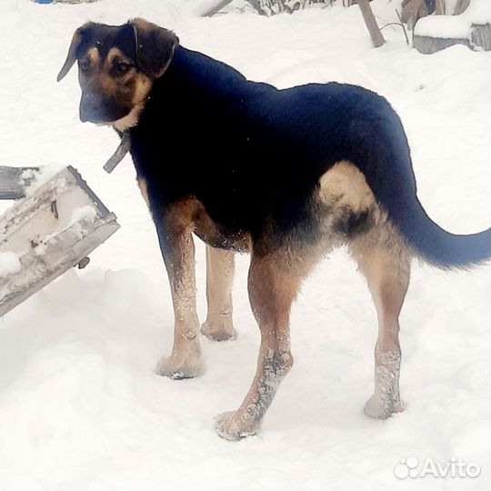 Собаченька в добрые руки