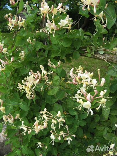 Жимолость (жасмин) лиановидный