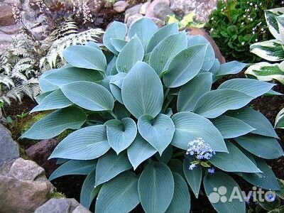 Многолетнее, садовое, декоративно лиственное расте