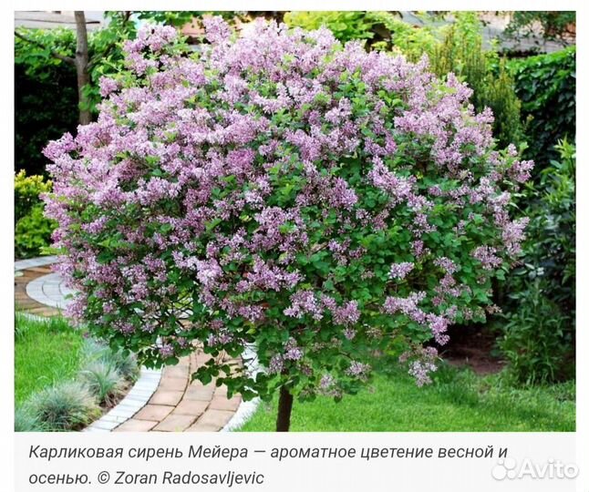Декоративные кустарники