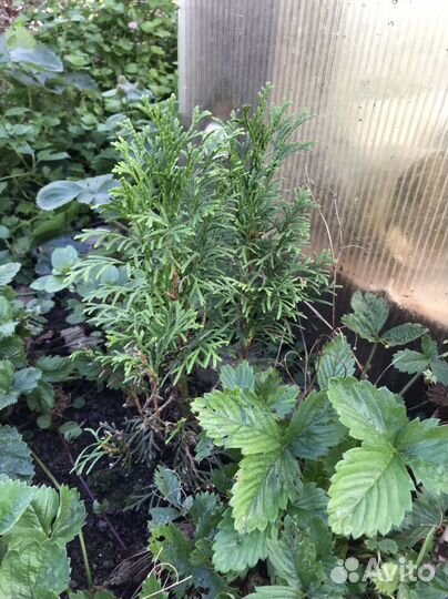 Туя даника саженцы