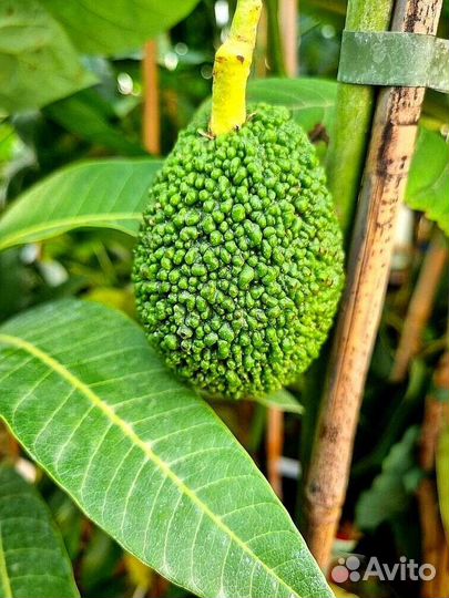 Плодовые экзоты